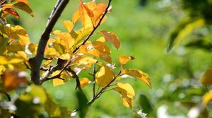 Ранняя осень в саду: опасная желтизна