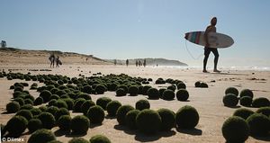 Инопланетные яйца на пляже в сиднее