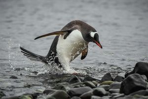 Кусто предсказал скорое исчезновение пингвинов в Антарктиде