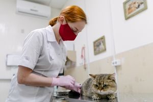 Российские учёные не планируют разрабатывать вакцину от COVID-19 для домашних животных