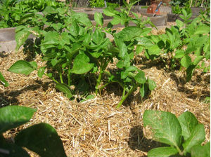 Картошка на соломе: снимаем урожай все лето
