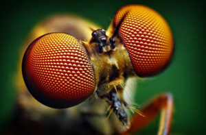 20 удивительных фактов о насекомых