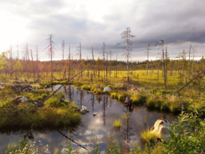 6 фактов о карельских болотах