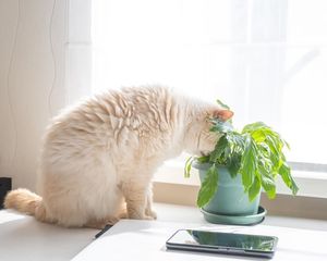 Почему коты едят цветы?