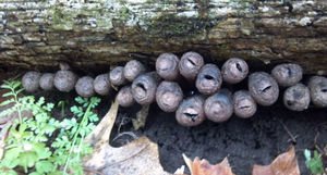«Пальцы мертвецов» — самые странные и жуткие грибы