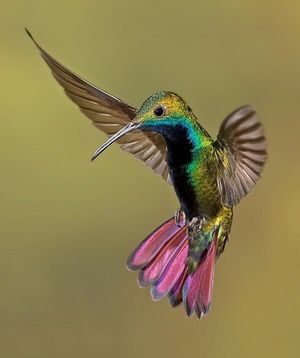Колибри — единственная птица, которая может летать задом наперед