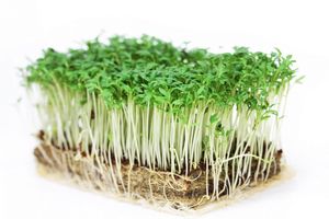 Не забываем посадить скороспелую зелень – кресс-салат