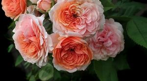 Королева цветов: чем хороши для вашего сада знаменитые английские розы?