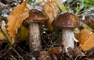 Как быстро появляются грибы после дождя