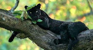 Лучшие фотографы дикой природы объединились, чтобы собрать $250 000 для парков Африки