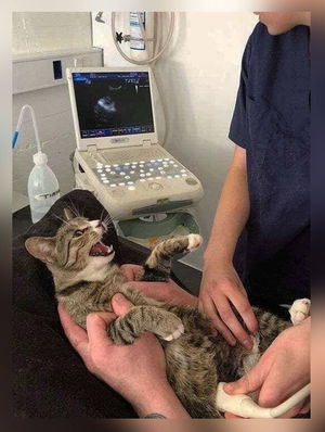 Беременную кошку принесли на УЗИ, на котором она впервые увидела своих детишек. Эмоции кошки великолепны