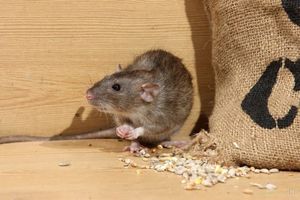 Запахи, которые на дух не переносят мыши, помогут отпугнуть их от дома
