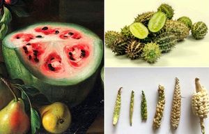 Как выглядели фрукты и овощи до того, как их коснулась рука человека