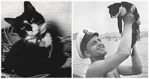 Моряки военного судна подобрали кота среди обломков разрушенного корабля. Они и не догадывались, что о нем уже ходят легенды!