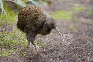 Самые красивые животные Новой Зеландии