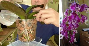 Почему орхидеи в керамзите цветут лучше