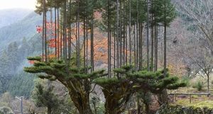 Дайсуги: загадочная японская техника позволяет получать древесину, не вырубая лес