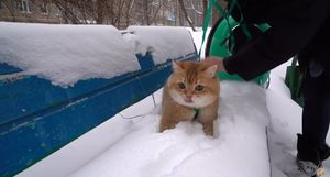 Видео: Кот в первый раз видит снег