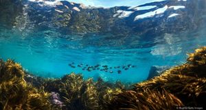 Подводные леса, которые скоро исчезнут: история о забытом рифе в Австралии