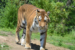 5 удивительных фактов о тигре - величайшем хищнике на планете