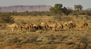 Откуда в Австралии стада диких верблюдов