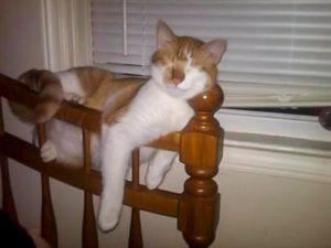 16 самых смешных фото котов, которые спят в неожиданных местах