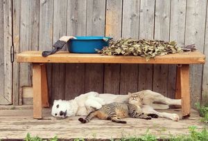 Смешные животные на даче: новая подборка летних фото