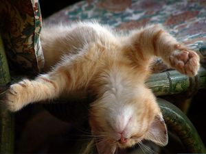 Смешные фото спящих котов и кошек