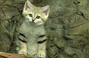 10 самых редких и необычных видов диких кошек