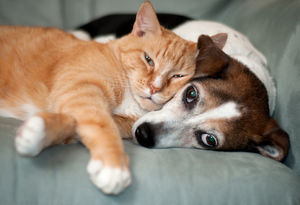 Зовите психолога: породы собак и кошек с самым сложным характером