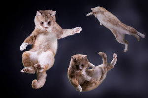 Почему кошки всегда приземляются на четыре лапы?