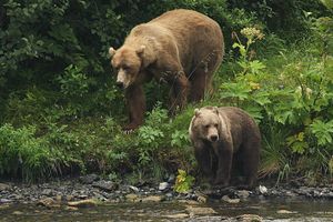 Кадьяк: 6 фактов из жизни крупнейших бурых медведей