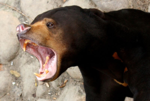 Бируанг: самый маленький и самый агрессивный медведь на планете
