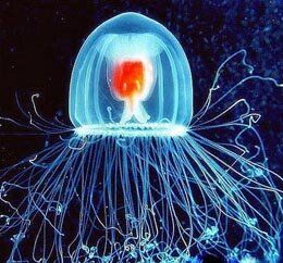 Бессмертие медуз