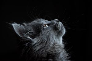 Загадочное мур и мяу: как понять язык вашей кошки