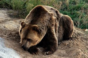 Гризли: 6 особенностей из жизни свирепого американского медведя
