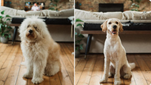 10+ фото собак, которых поход к грумеру изменил до неузнаваемости