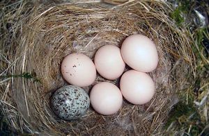 Как некоторые расчетливые птицы выращивают свое потомство в чужих гнездах