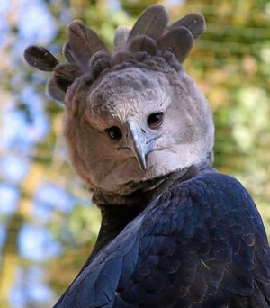 Самая крупная хищная птица в мире - большая гарпия