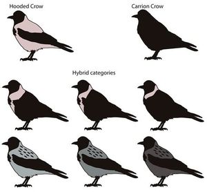 В чем отличие чёрного ворона от серых ворон?