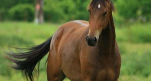 Почему мы измеряем мощность в лошадиных силах: кони и люди