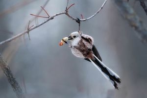 Что делают птицы зимой? Их характер удивит и развеселит вас (18 фото)