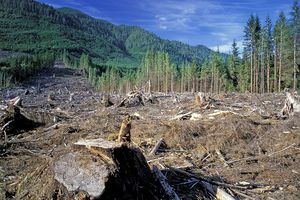 В Думе критикуют правительство за полумеры в борьбе с нелегальной вырубкой лесов