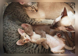 10 фото-доказательств того, что кошачья семья выглядит очень умилительно