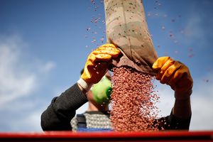 В России запретят ГМО: правительство заблокирует импорт трансгенных семян