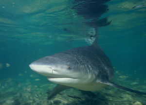 Акула-бык - одна из самых опасных для человека акул