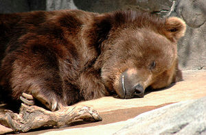 Как медведи впадают в спячку?