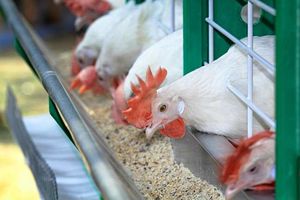 «Тихо и без визга» – правительство РФ научилось регулировать цены в диалоге с аграриями
