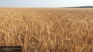 Станет ли Россия мировым лидером экспорта зерна?