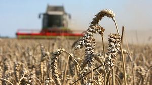 Российские сельхозпроизводители поставили экспортный рекорд